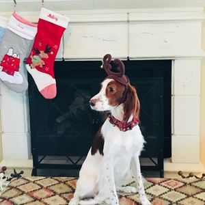 Meet your Posher, Molly